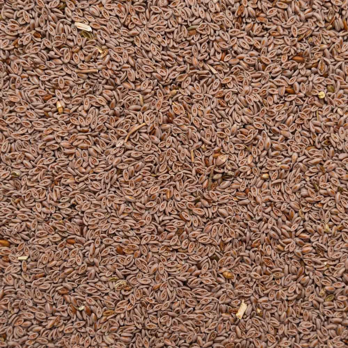 Semi di psillio Bio - 1000g - interi - 1kg - alta qualità: 99% purezza - busta richiudibile - senza lattosio, glutine - vegano - confezionato in Germania