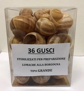 36 GUSCI STERILIZZATI DI LUMACHE HELIX TIPO GRANDE