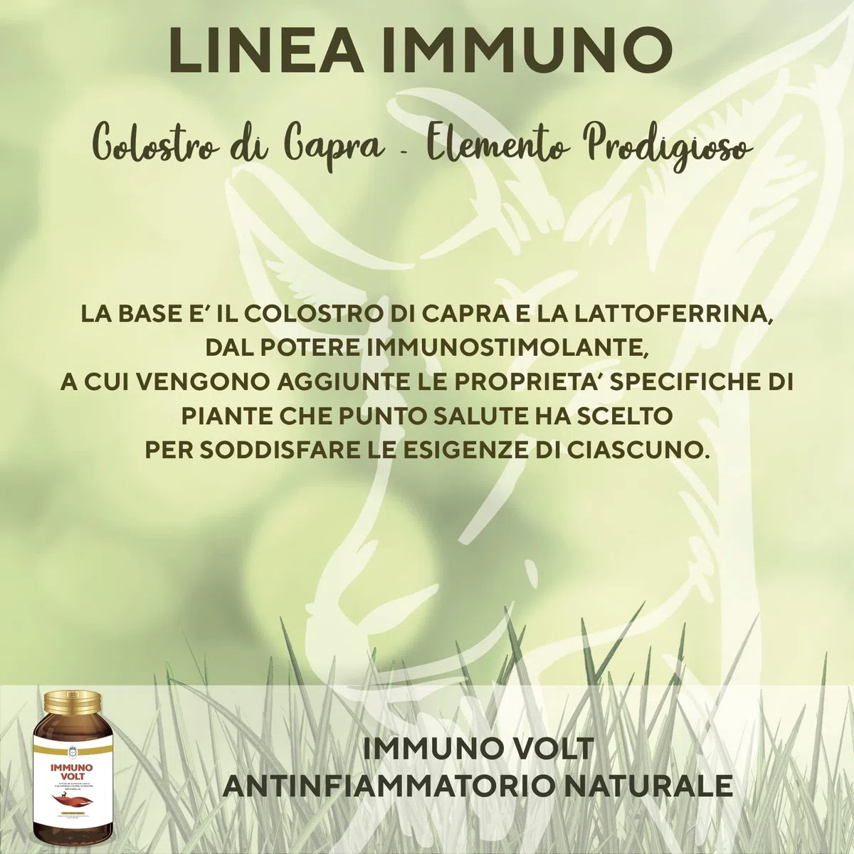 SEB Immuno Volt - Integratore alimentare naturale per il sostegno della funzionalità articolare. A base di Colostro di Capra, Lattoferrina, Curcuma, Boswellia ed enzimi