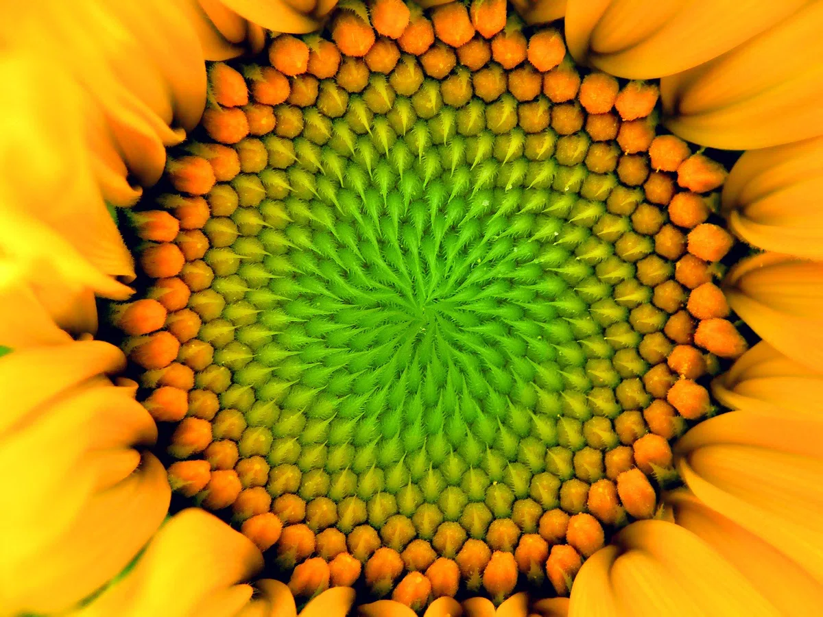 Lecitina Polvere – Reinlecitina da semi di girasole, emulsionante E322 – Senza allergeni e senza glutine – lecitina di girasole naturale – Secchio da 1,2 kg PE-HD