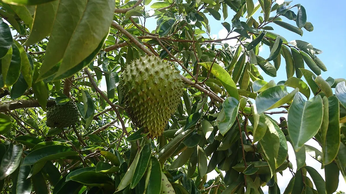 100% ESTRATTO DI FRUTTA DI GRAVIOLA 4000 mg/Senza Pesticidi - 10:1 Ad Alta Concentrazione - 180 Capsule da 400 mg, senza Pesticidi, Additivi, Agenti Antiagglomeranti. Direttamente dal Produttore