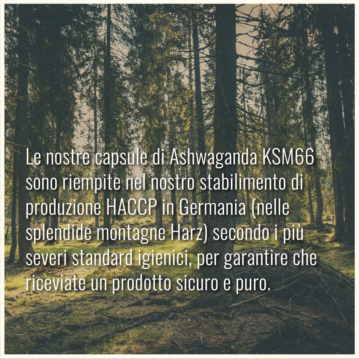 Ashwagandha KSM-66 Capsule – Ultra ad alto dosaggio 6 000 mg per capsula – Estratto puro senza additivi – 100 capsule di Ashwagandha – KSM66 Withanolidi