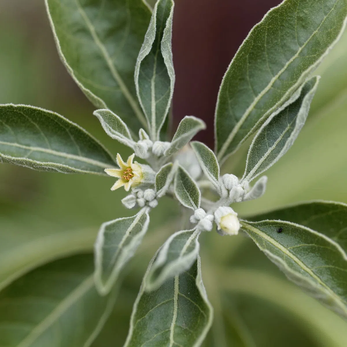 Ashwagandha in polvere BIO 500g | vera radice di ashwagandha macinata dall'India | ginseng indiano | Ayurveda | ideale da aggiungere a frullati, succhi e latte d'oro | vom Achterhof