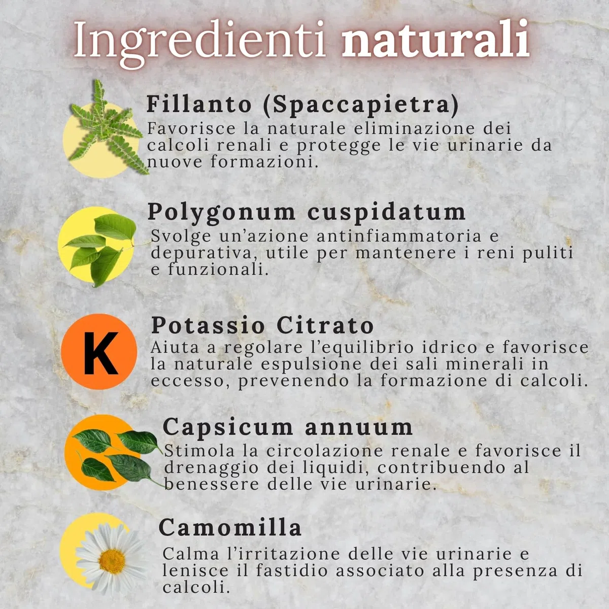TEKOVIT Spaccapietra - Integratore Naturale con Fillanto Spaccapietra, Resveratrolo, Potassio e Camomilla, Benessere Renale e Vie Urinarie, Formula Completa - Made in Italy (60 Cps) – Wellvit