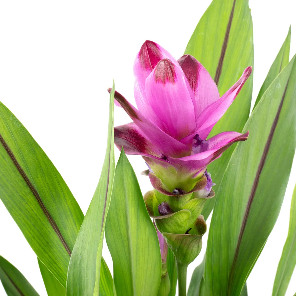 Curcuma – Vera pianta d'appartamento, curcuma – altezza ca. 55 cm, diametro vaso 14 cm