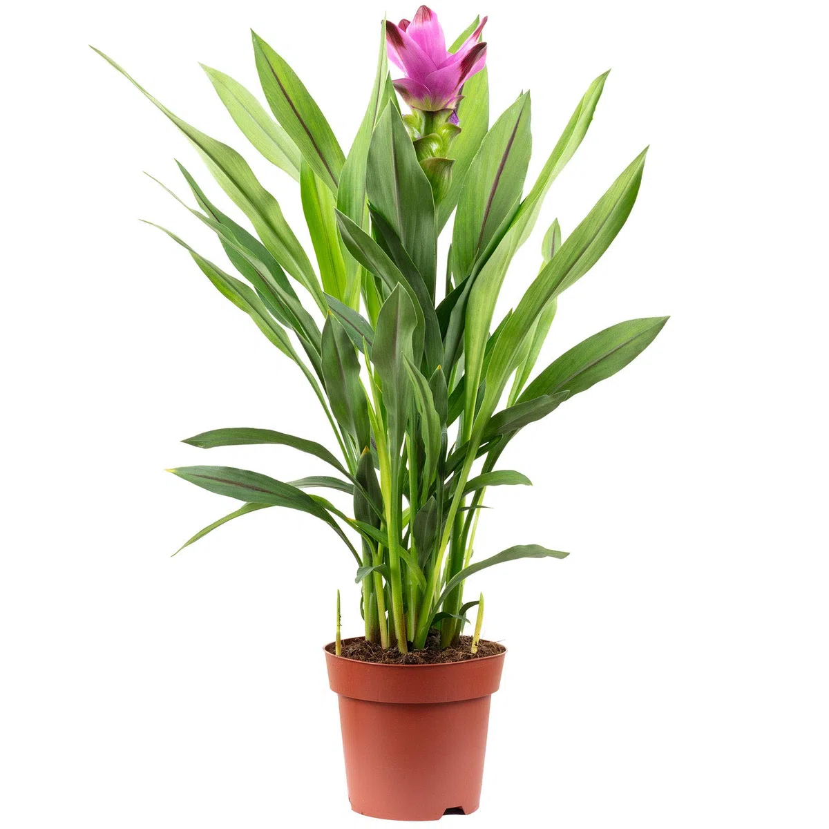 Curcuma – Vera pianta d'appartamento, curcuma – altezza ca. 55 cm, diametro vaso 14 cm