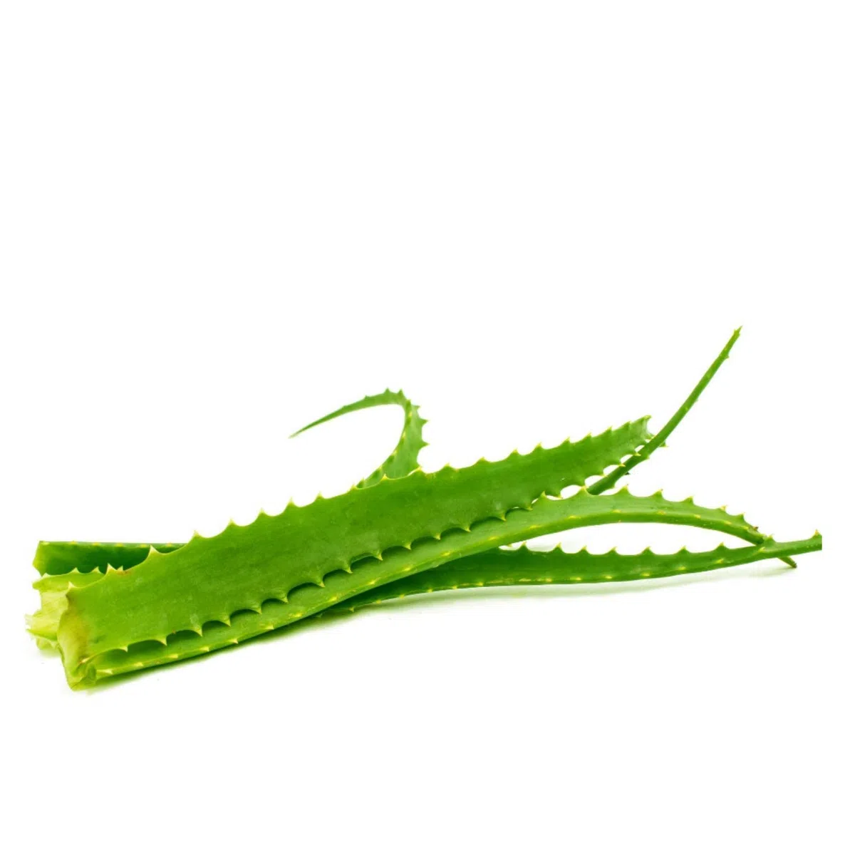 Vonderweid – Aloe Arborescens Padre Zago | Aloe Arborescens Biologica da Bere con Miele e Distillato di Grano | Integratore Naturale per Benessere Intestinale, Regolarità e Detox Fegato | 830 g