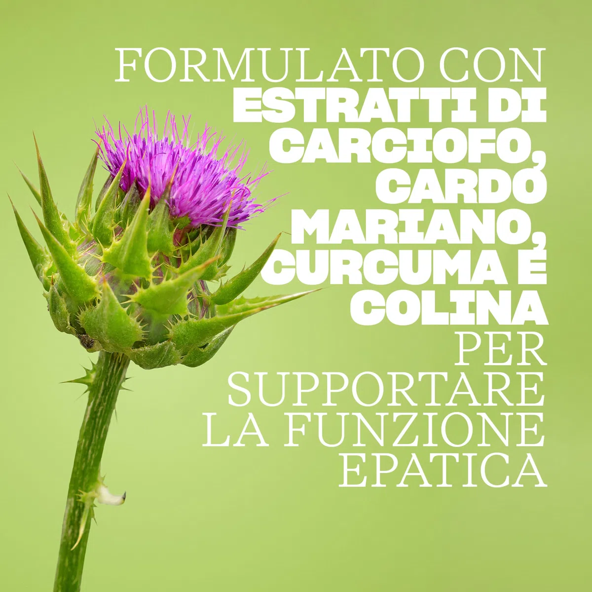 SWISSE Detox - Colina Integratore con Cardo Mariano, Curcuma ed Estratto di Carciofo, Integratori Alimentari per Supporto Funzione Epatica - 120 Compresse Rivestite, Facili da Deglutire, Made in Italy