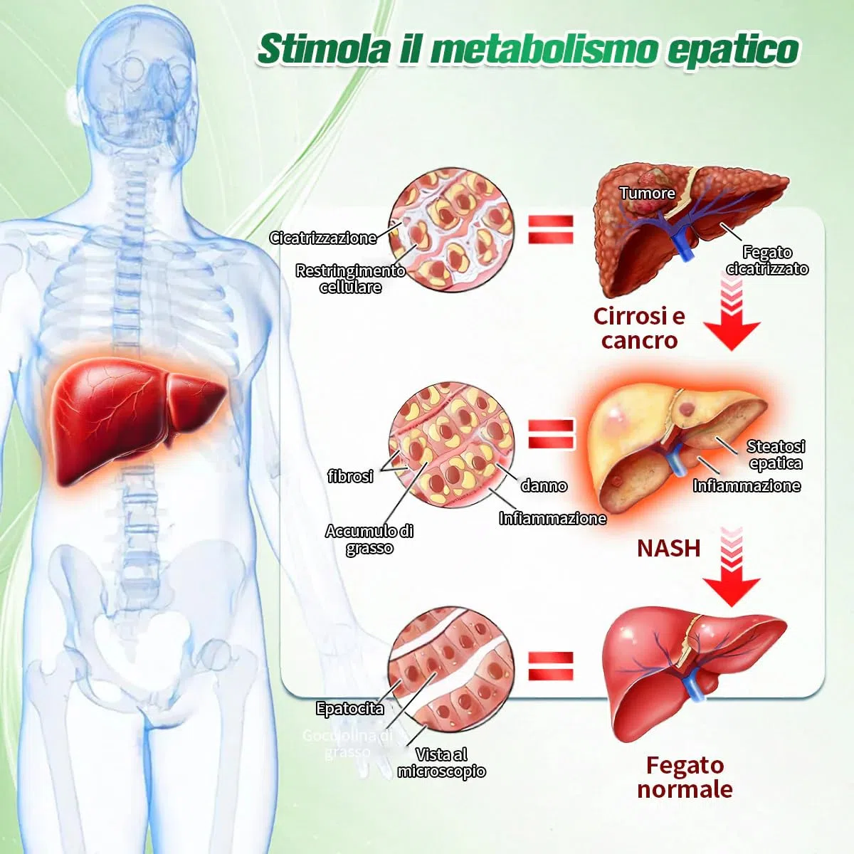 Purelora ACV x EGCG Patch Avanzato Nano Microneedle 10-in-1, Naturali Cerotti Dimagranti Efficaci, Purelora Moringa Cerotti, per Addome, Braccia e Gambe (2 Scatole)
