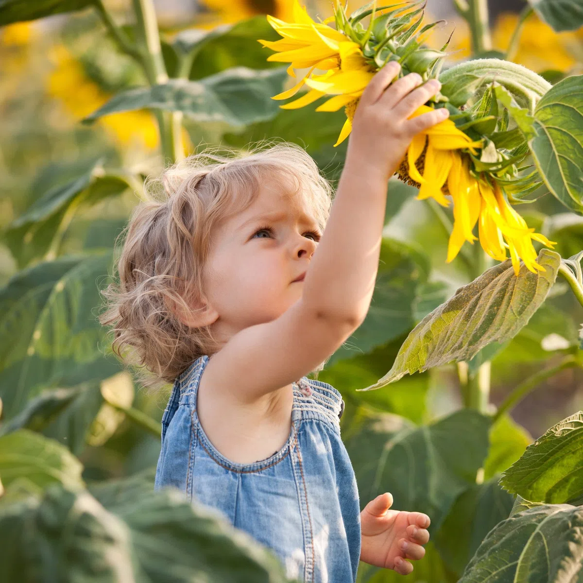 Lecitina Polvere – Reinlecitina da semi di girasole, emulsionante E322 – Senza allergeni e senza glutine – lecitina di girasole naturale – Secchio da 1,2 kg PE-HD