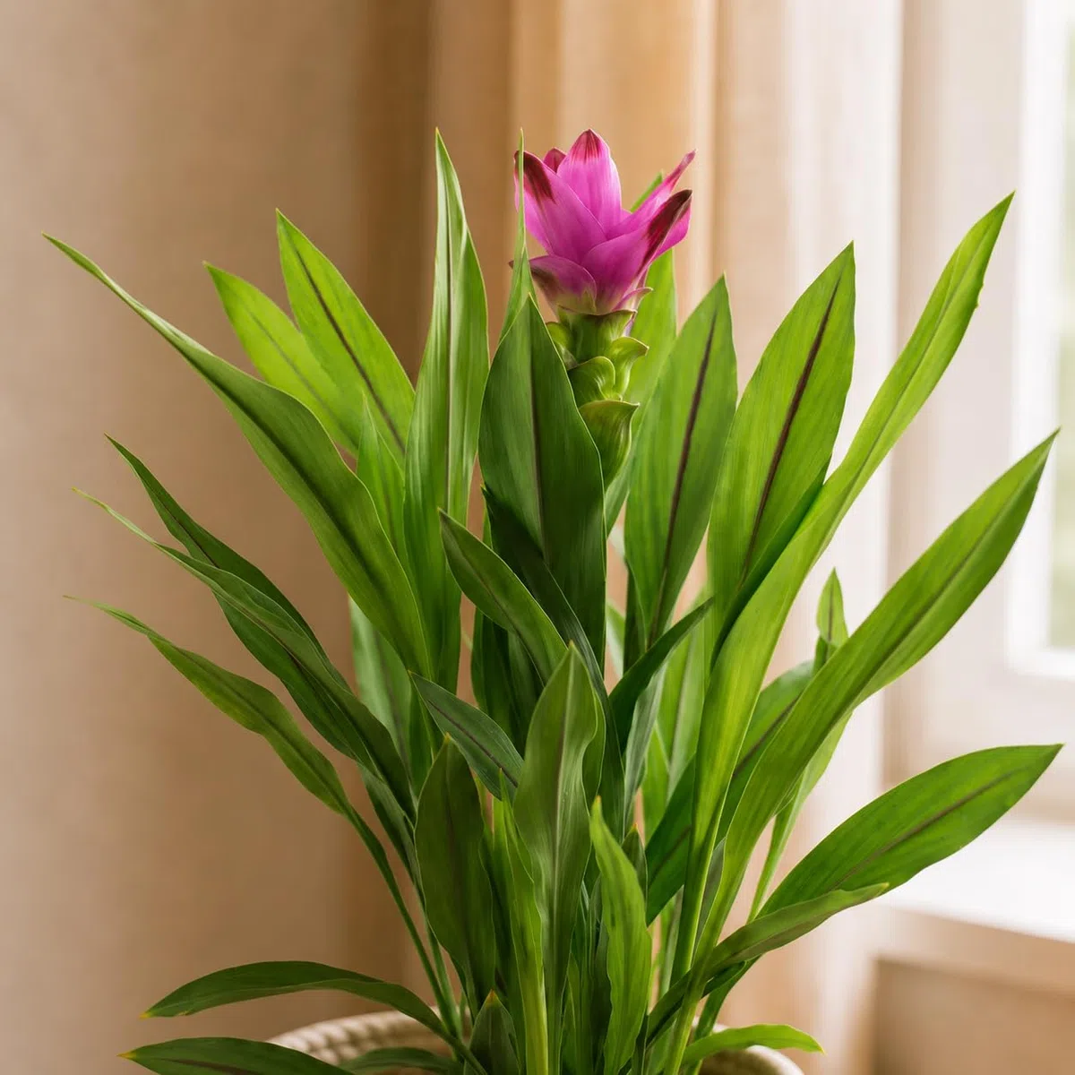 Curcuma – Vera pianta d'appartamento, curcuma – altezza ca. 55 cm, diametro vaso 14 cm