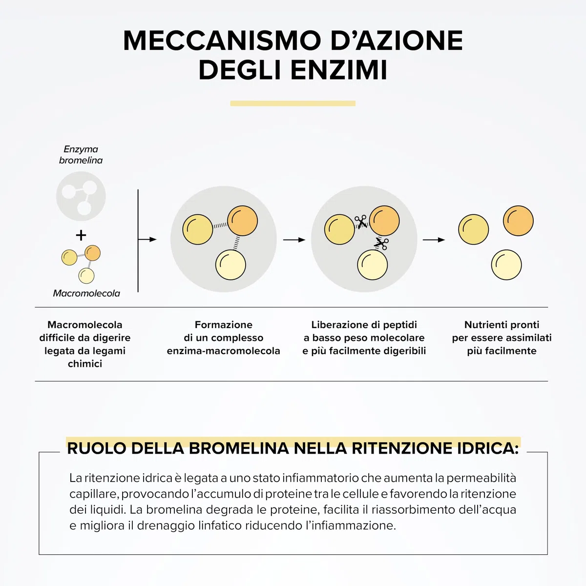 Bromelina Extra Forte Drenante 5000 GDU/g – Alto Dosaggio con Tarassaco – Integratore Gastro-Resistente per il Drenaggio dei Liquidi & il Supporto Digestivo – 90 Capsule Vegetali – Beyond Elements