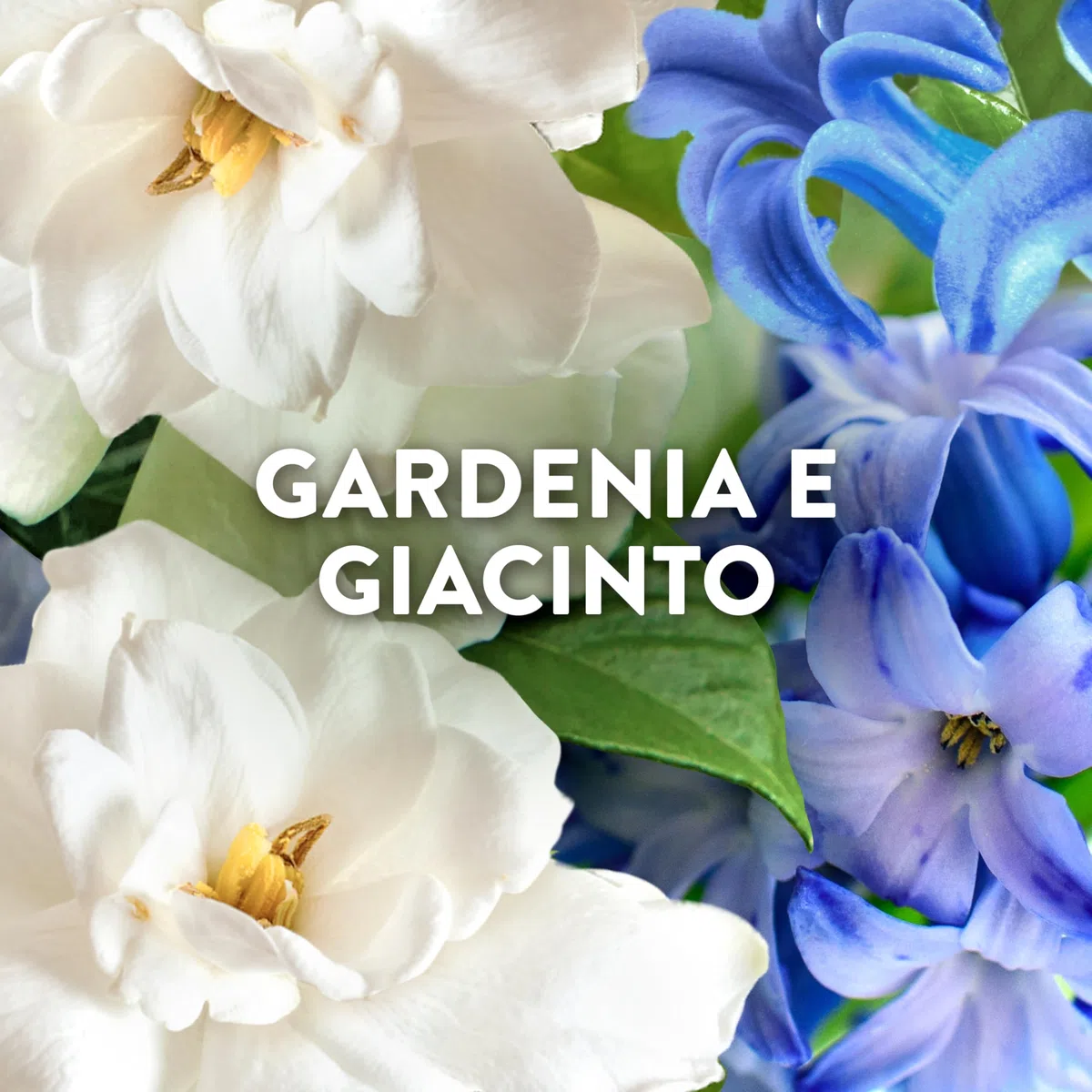 Lenor Ammorbidente Lavatrice Concentrato Essenze d’Italia, 216 Lavaggi (8x27), Capri, Note Di Gardenia e Giacinto, Profumo autentico di lunga durata